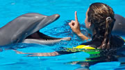 Swim with the dolphins in Freeport Bahamas