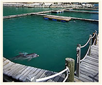 Dolphin Close Encounter